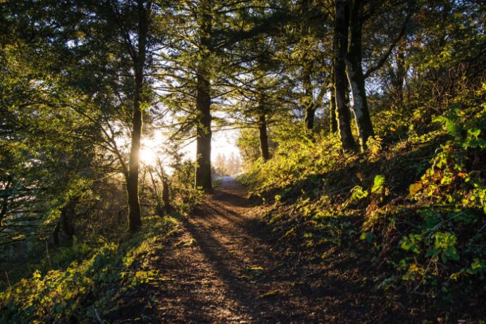 Path through woods